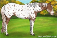 Horse Color:White Spotted Chestnut Splash Tobiano Frame Near Leopard