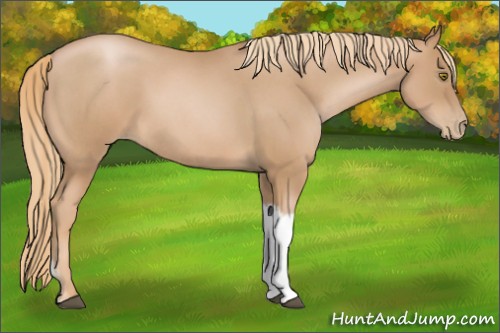 Horse Color:Red Roan Pearl Tobiano Frame 