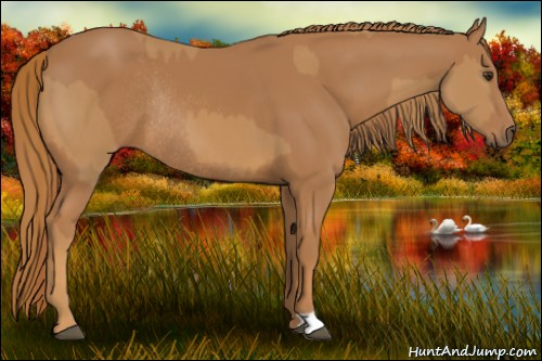 Horse Color:Chestnut and Chestnut Rabicano