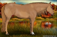 Horse Color:Chestnut  and Chestnut Rabicano 