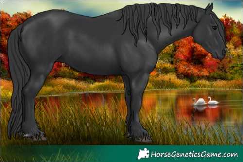 Horse Color:Black  and Black 