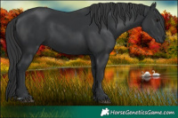 Horse Color:Black and Black