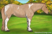Horse Color:Red Roan and Red Roan Tobiano