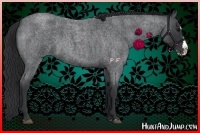 Horse Color:Blue Roan Splash 