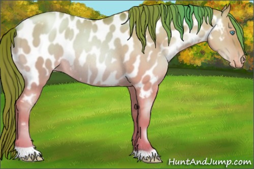 Horse Color:Amber Champagne Pearl Dun Near Leopard Rabicano 