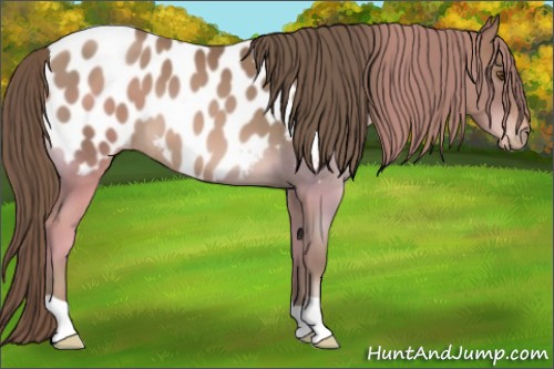 Horse Color:Black Pearl Appaloosa 