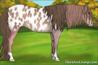 Horse Color:Black Pearl Appaloosa 