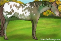 Horse Color:Black Pearl Appaloosa 