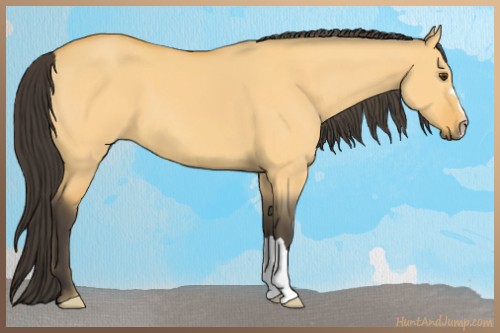 Horse Color:Buckskin Dun