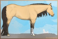 Horse Color:Buckskin Dun 