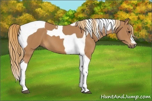 Horse Color:Chestnut Tobiano