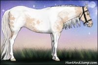 Horse Color:White Spotted Silver Sable Champagne Dun Splash Tobiano 