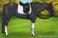 Horse Color:Black Tobiano 