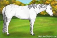 Horse Color:Grullo Sabino Splash  and Grullo Sabino Splash 