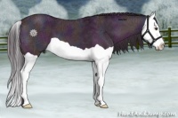 Horse Color:Midnight Buckskin Ice Dun Splash