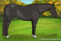 Horse Color:Liver Chestnut Rabicano