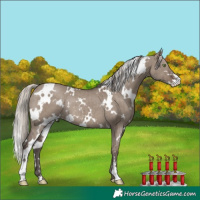 Horse Color:White Spotted Silver Grullo Sabino Rabicano Brindle
