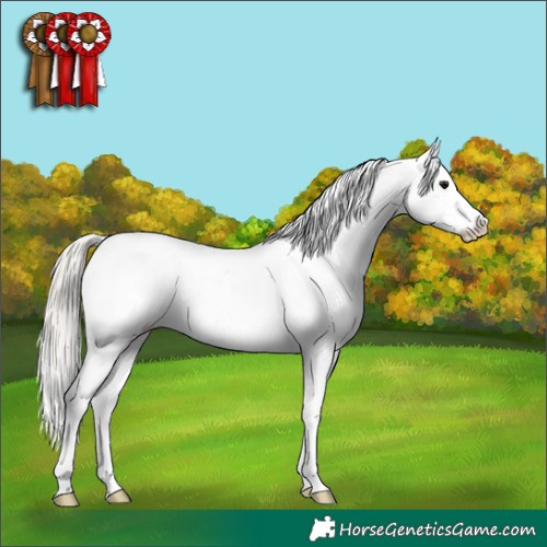 Horse Color:White Spotted Silver Grullo Sabino Appaloosa Brindle 