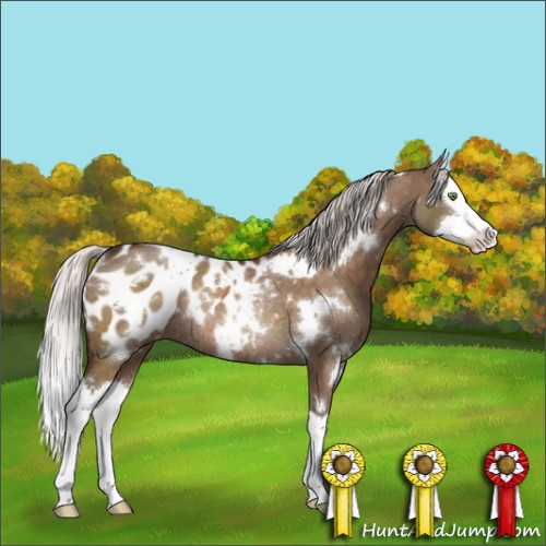 Horse Color:White Spotted Silver Brown Dun Splash Blanket Rabicano Brindle 