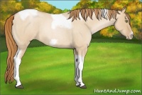 Horse Color:Red Dun Roan Pearl Tobiano Frame 
