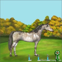Horse Color:White Spotted Liver Red Dun Mushroom Rabicano Brindle