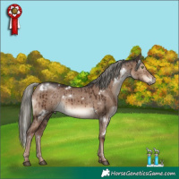 Horse Color:White Spotted Liver Red Dun Mushroom Rabicano Brindle 