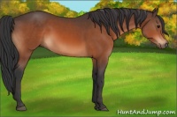 Horse Color:Bay Rabicano 