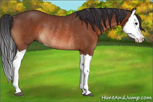 Horse Color:Bay Splash Rabicano