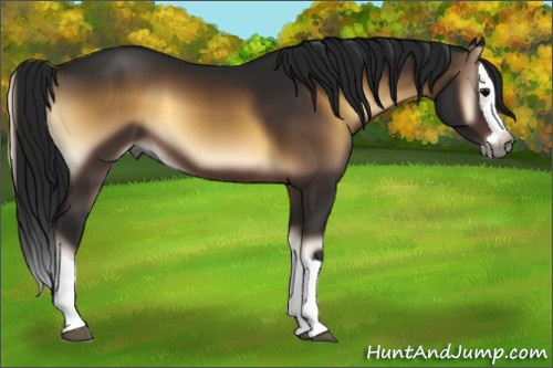 Horse Color:Gray Brown Onyx Splash 