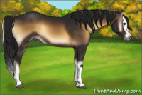 Horse Color:Gray Brown Onyx Splash 