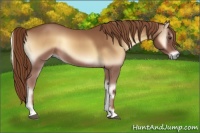 Horse Color:Red Onyx Rabicano