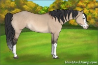 Horse Color:Bay Dun Splash Rabicano