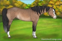 Horse Color:Brown Dun Splash Rabicano 