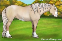 Horse Color:Silver Grullo Pearl Sabino 