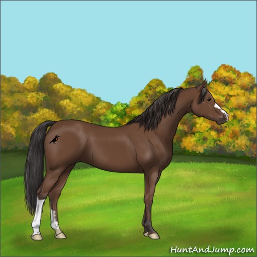 Horse Color:Bay 