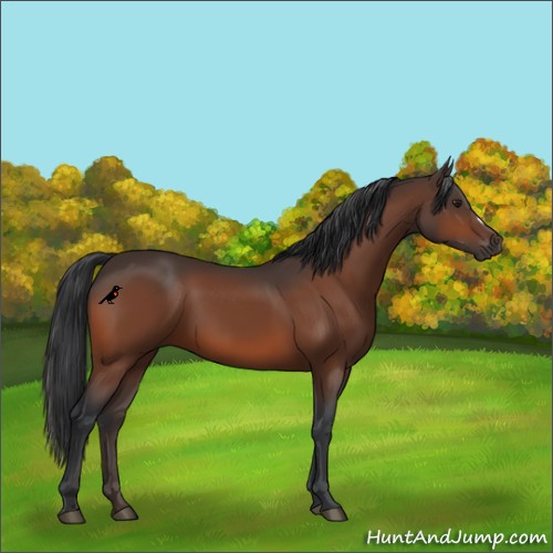 Horse Color:Brown 