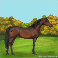 Horse Color:Brown 