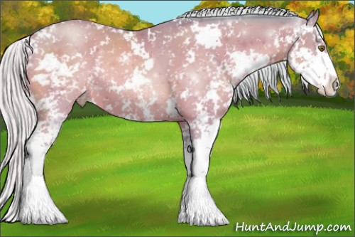 Horse Color:Watercolor Silver Brown Pearl Sabino 