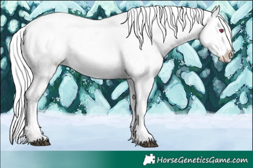 Horse Color:White Spotted Silver Brown Chinchilla Sabino Splash Appaloosa 