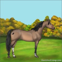 Horse Color:Bay Dun 