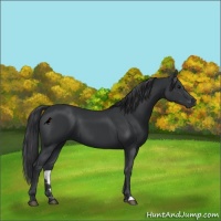 Horse Color:Black 