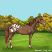 Horse Color:Chestnut Appaloosa 