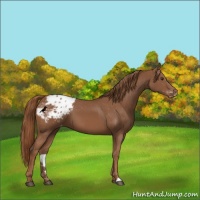Horse Color:Chestnut Appaloosa 