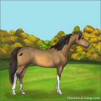 Horse Color:Buckskin 