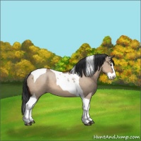 Horse Color:Brown Dun Splash Tobiano 