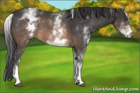Horse Color:White Spotted Buckskin 