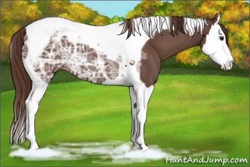 Horse Color:Liver Chestnut Ice Splash Tobiano 