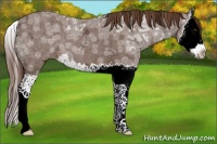 Horse Color:Liver Red Ice Roan Splash 