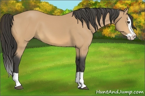 Horse Color:Buckskin Splash 