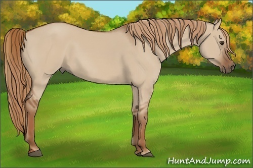 Horse Color:Red Dun 